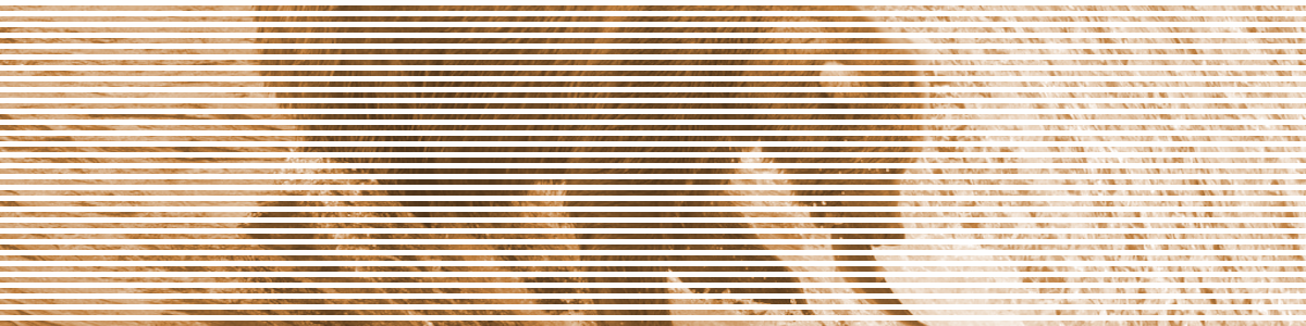 When the Salmon Return